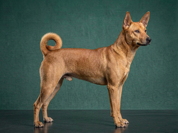 Taiwan Dog: The Complete Breed Guide.
