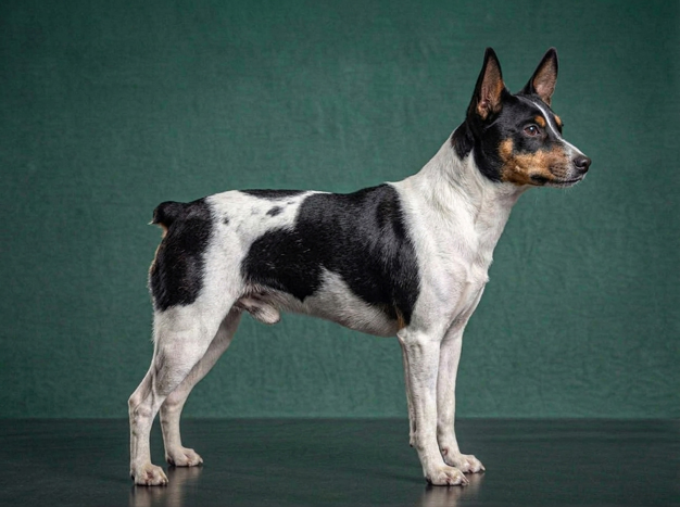 Teddy Roosevelt Terrier: The Complete Breed Guide.