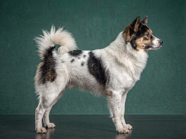 Thai Bangkaew: The Complete Breed Guide.