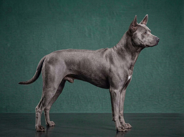 Thai Ridgeback: The Complete Breed Guide.
