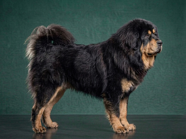 Tibetan Mastiff: The Complete Breed Guide.