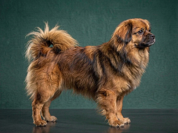 Tibetan Spaniel: The Complete Breed Guide.