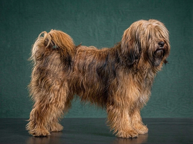 Tibetan Terrier: The Complete Breed Guide.