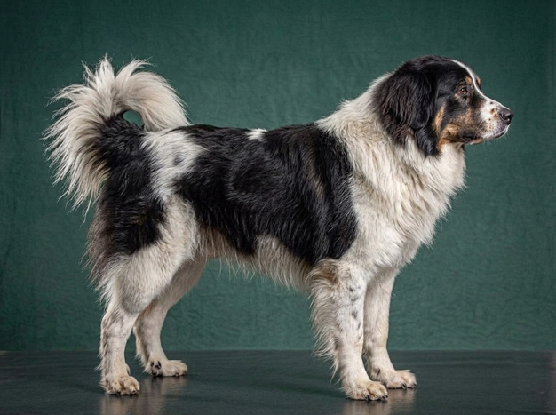 Tornjak: The Complete Breed Guide.