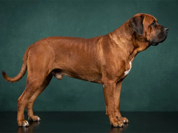 Tosa: The Complete Breed Guide.