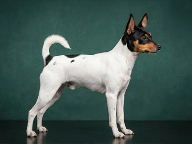 Toy Fox Terrier: The Complete Breed Guide.
