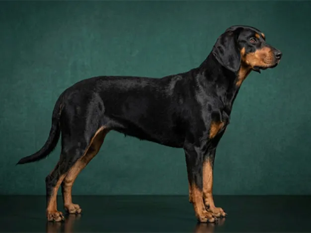 Transylvanian Hound: The Complete Breed Guide.