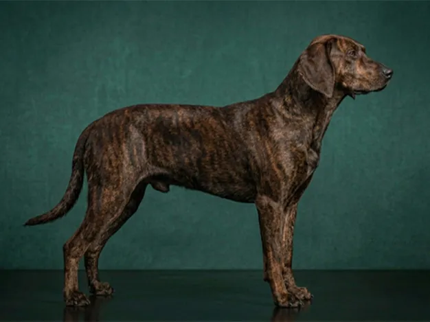 Treeing Tennessee Brindle: The Complete Breed Guide.