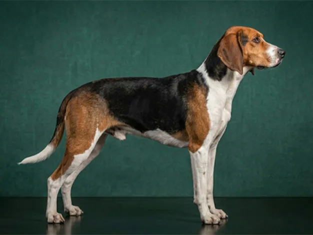 Treeing Walker Coonhound: The Complete Breed Guide.