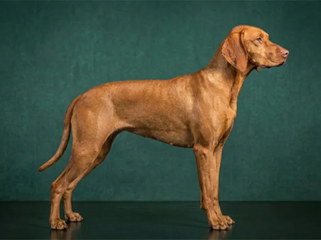 Vizsla: The Complete Breed Guide.