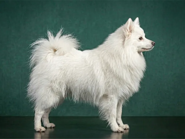 Volpino Italiano: The Complete Breed Guide.
