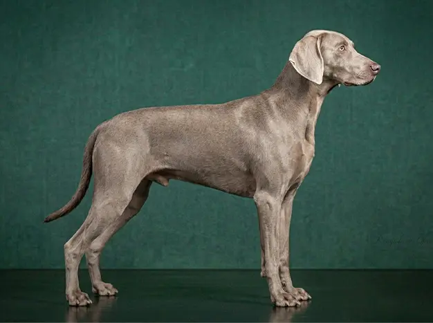 Weimaraner: The Complete Breed Guide.