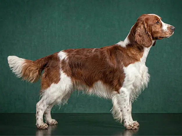 Welsh Springer Spaniel: The Complete Breed Guide.