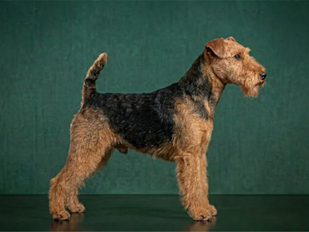 Welsh Terrier: The Complete Breed Guide.