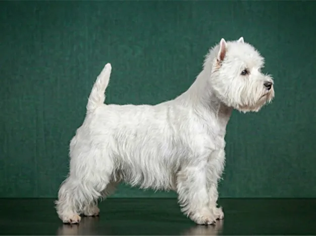 West Highland White Terrier