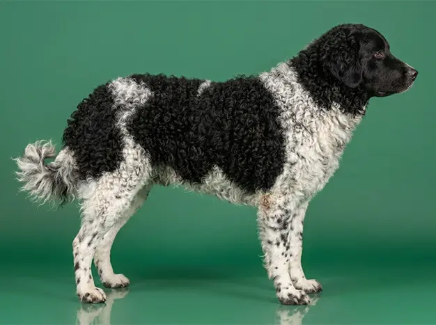 Wetterhoun: The Complete Breed Guide.
