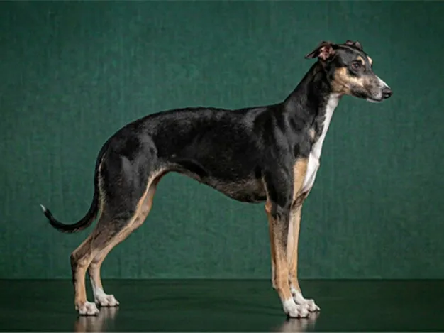 Whippet: The Complete Breed Guide.
