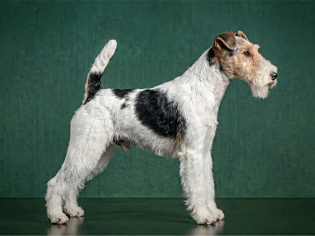 Wire Fox Terrier: The Complete Breed Guide.