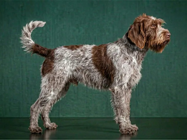 Wirehaired Pointing Griffon: The Complete Breed Guide.