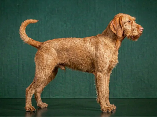 Wirehaired Vizsla: The Complete Breed Guide.