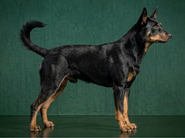Working Kelpie: The Complete Breed Guide.