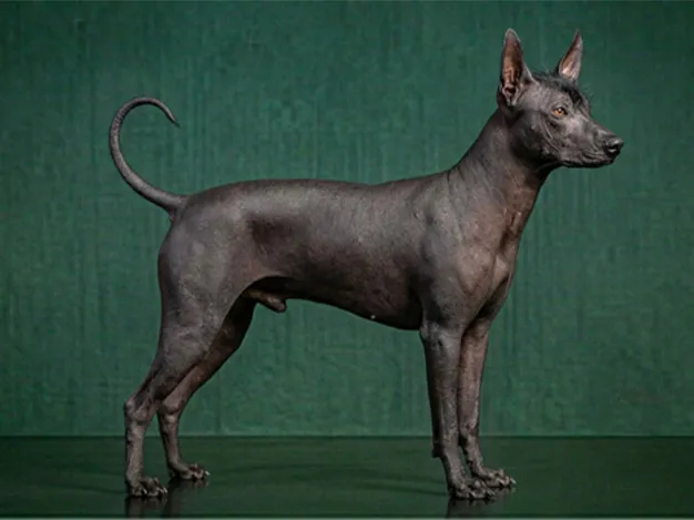 Xoloitzcuintli: The Complete Breed Guide.