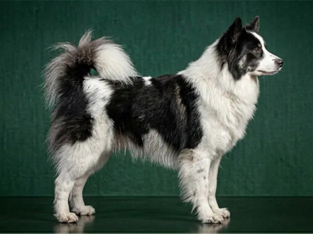 Yakutian Laika: The Complete Breed Guide.
