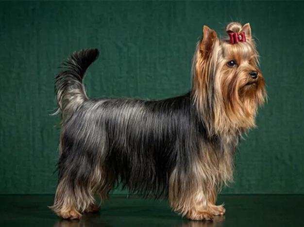 Yorkshire Terrier: The Complete Breed Guide.