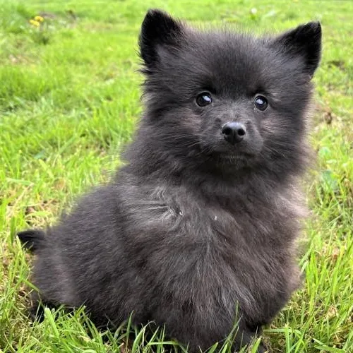 Black German Spitz