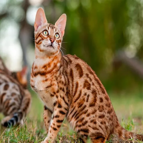 Brown Spotted Bengal