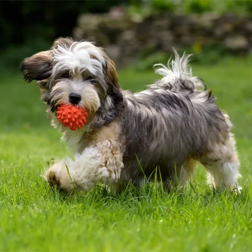 Sable & White Havanese