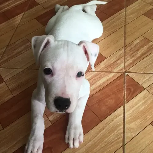 White Dogo Argentino