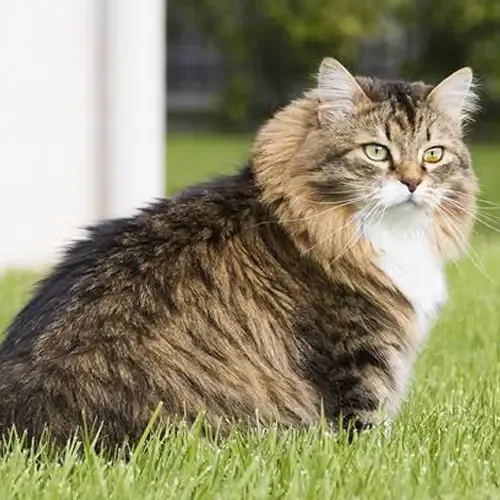 Brown Tabby