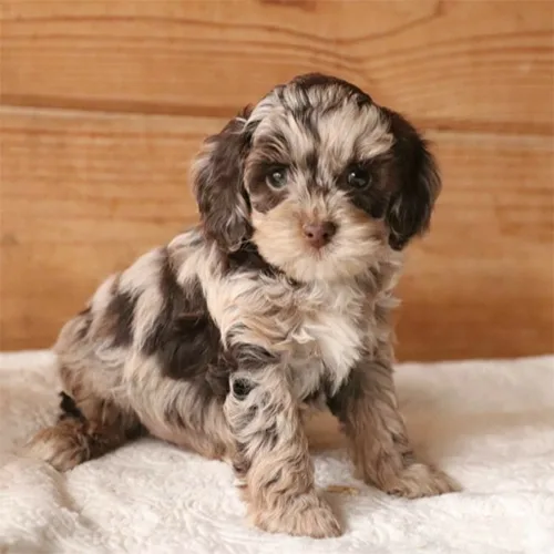 Silver Beige Merle Cockapoo