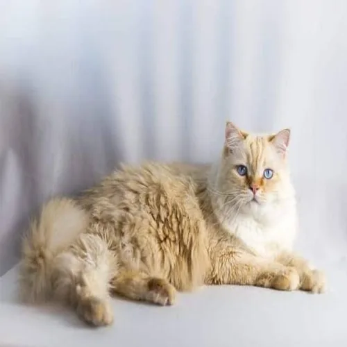 Flame Point Ragdoll