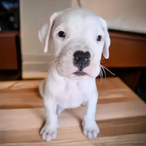 White Dogo Argentino