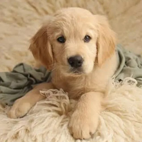 Archie