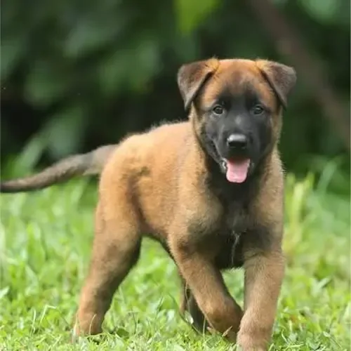 Ares