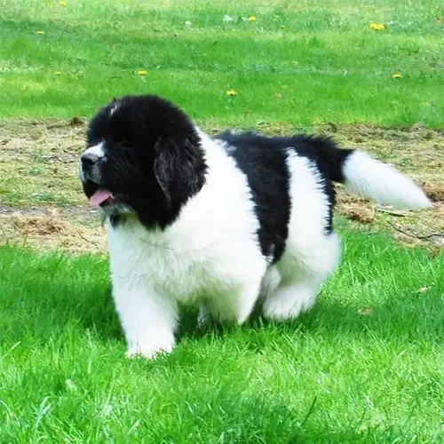 Arlo