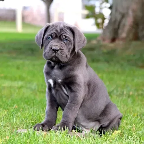 Armani