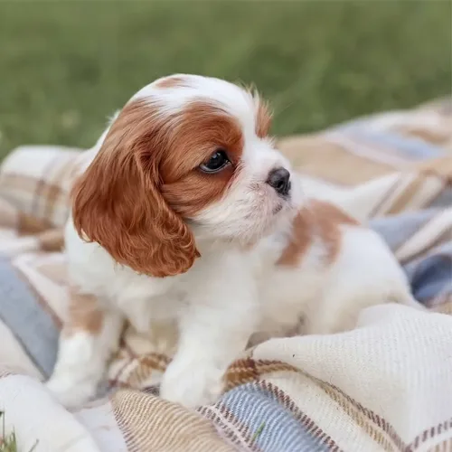 Blenheim Cavalier King Charles Spaniel