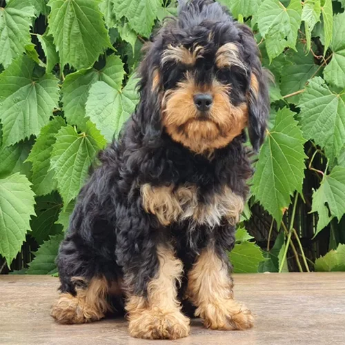 Phantom Cavapoo