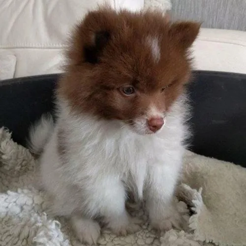 Brown German Spitz