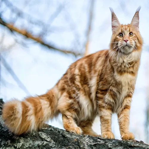 Red Classic Maine Coon