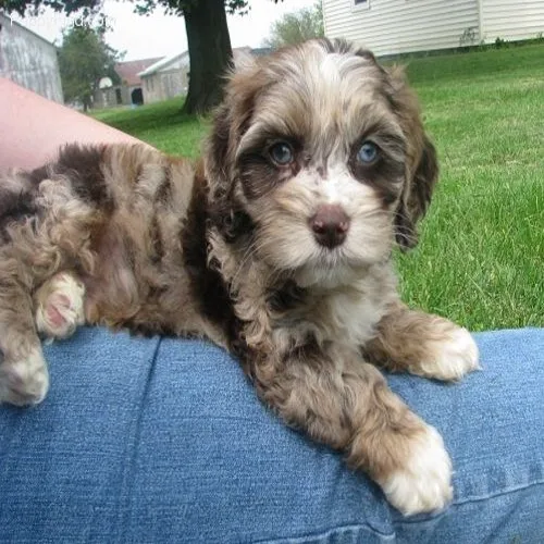 Chocolate Merle Cockapoo