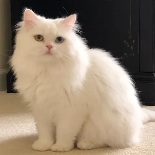 Solid White Persian