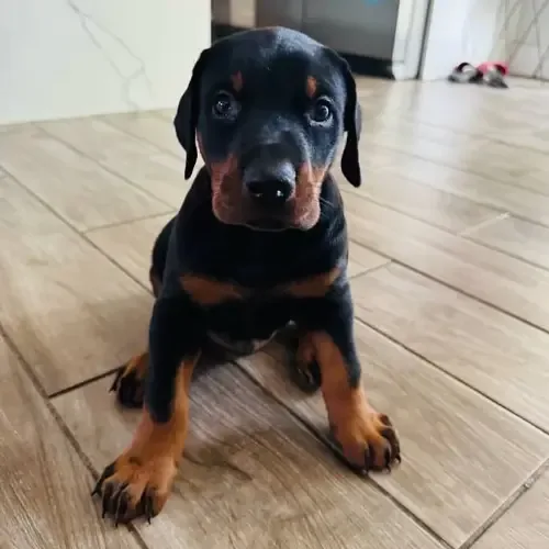 Axel