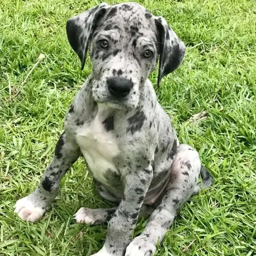 Axel