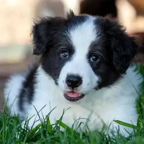 Bandit
