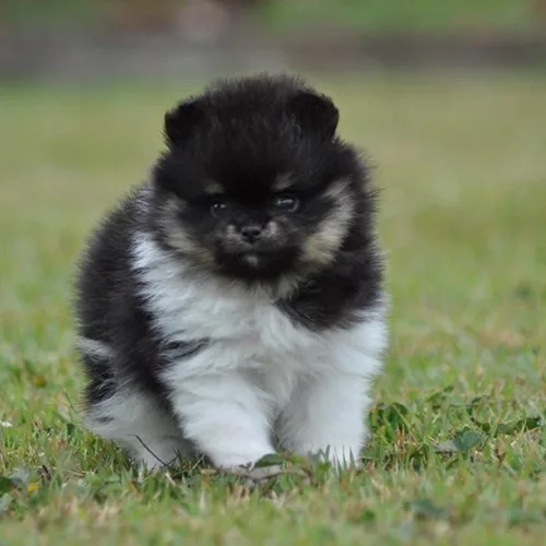 Black German Spitz